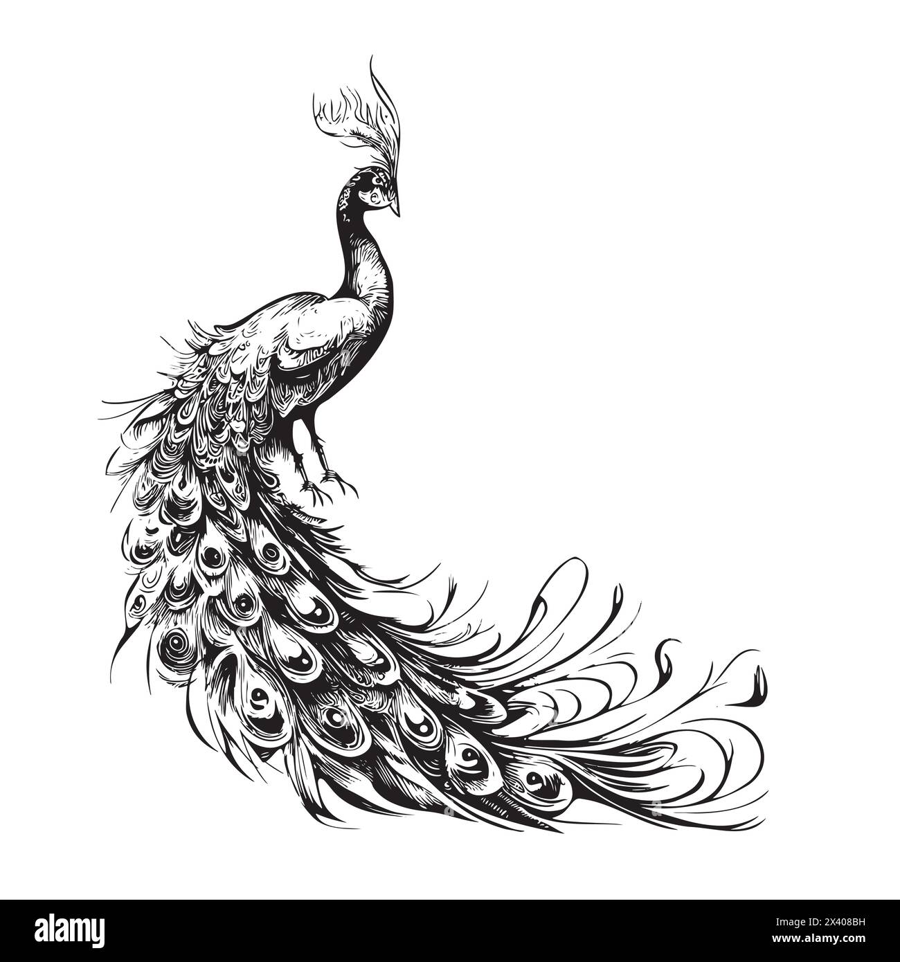 Peacock. Adult antistress coloring page. Black and white hand drawn doodle for coloring book. Isolated on white background Stock Vector