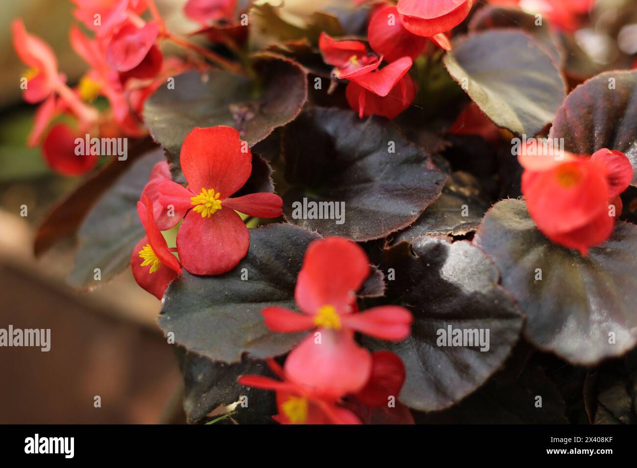 Red begonia with bronze leaf flowering in garden. Stock Photo