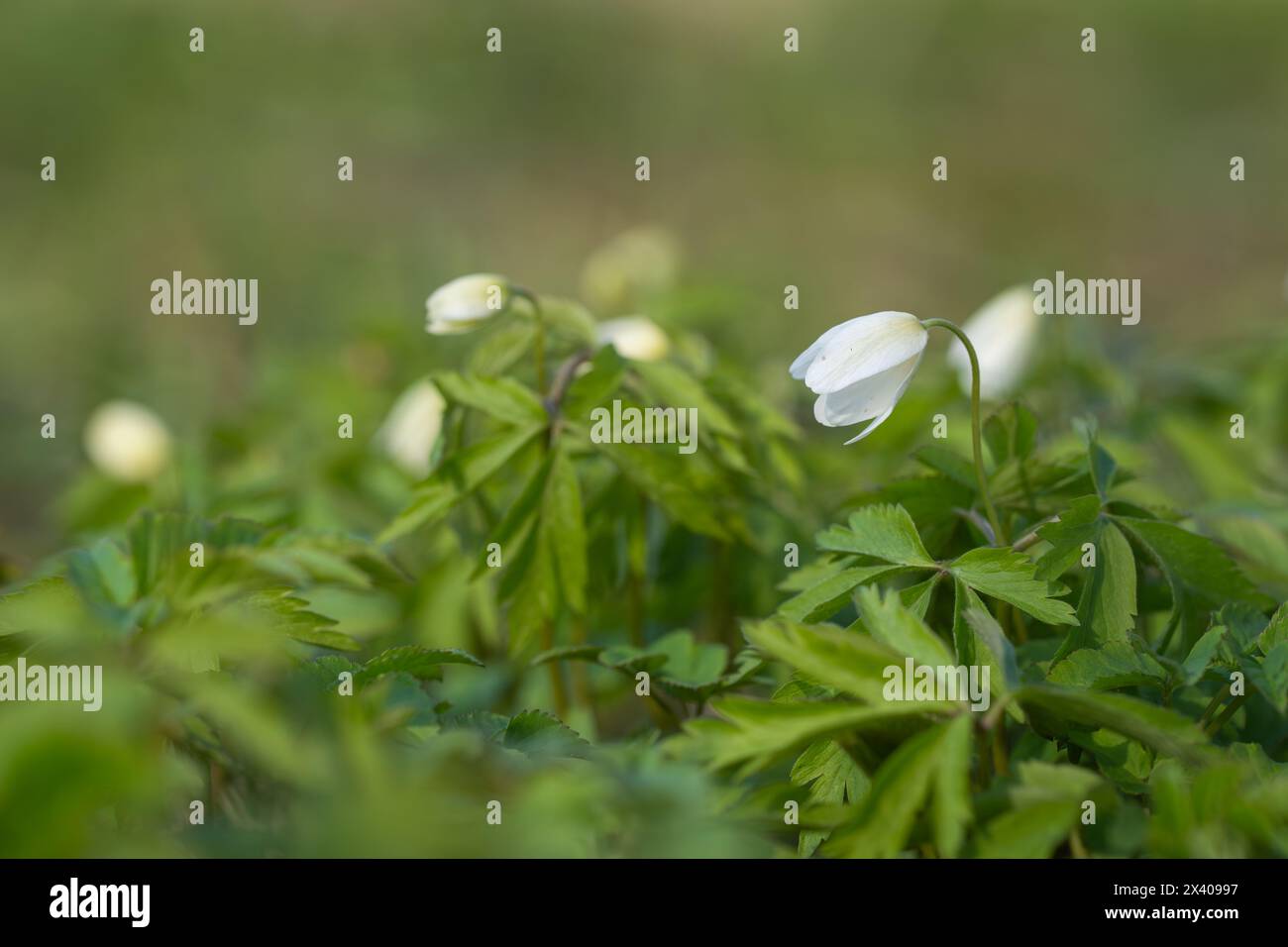 Early-spring flowering plant wood anemone (anemone nemorosa). Close up photo of  wood anemone (anemone nemorosa) flower in a forest. Bokeh background. Stock Photo