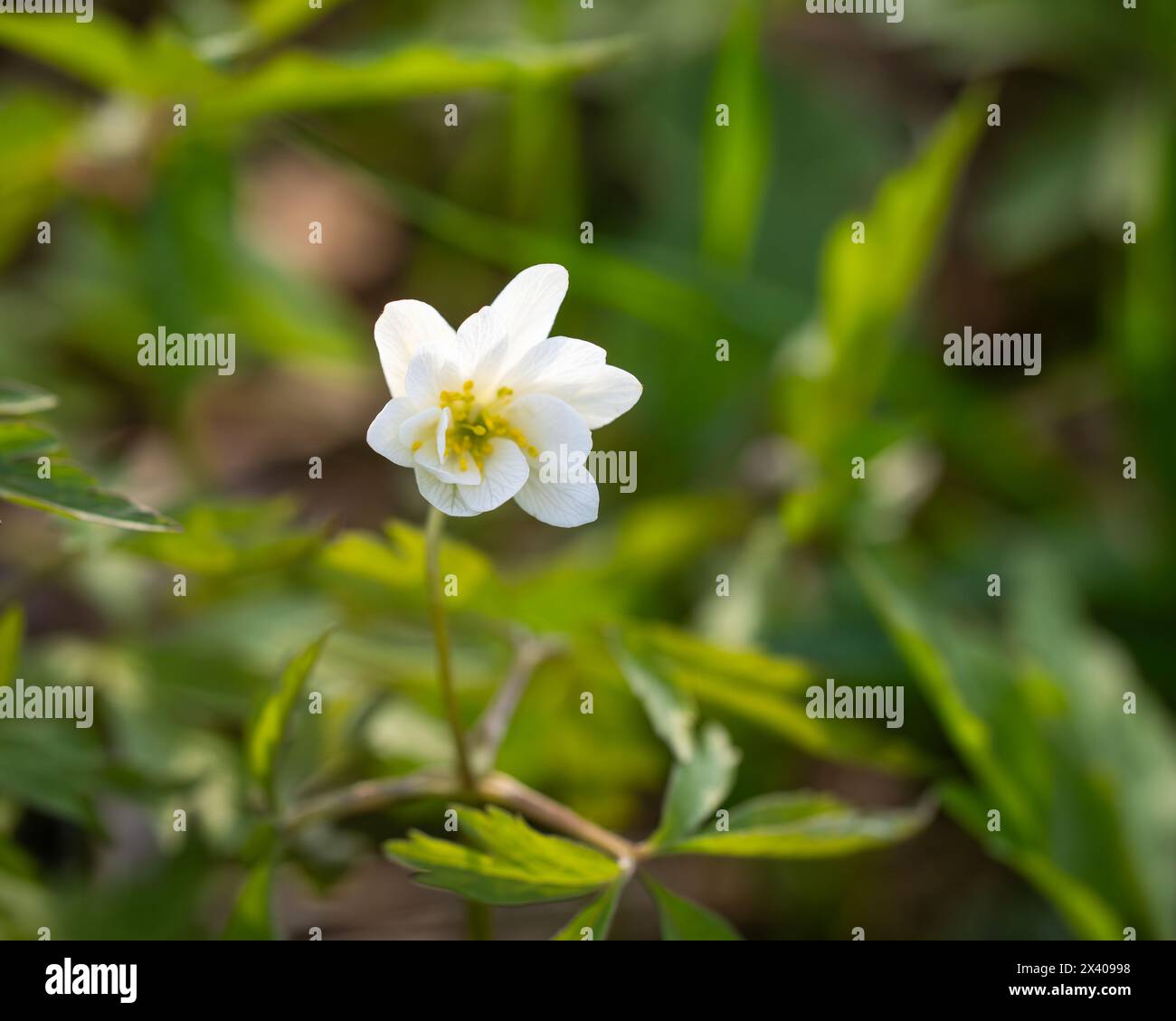 Early-spring flowering plant wood anemone (anemone nemorosa). Close up photo of  wood anemone (anemone nemorosa) flower in a forest. Bokeh background. Stock Photo