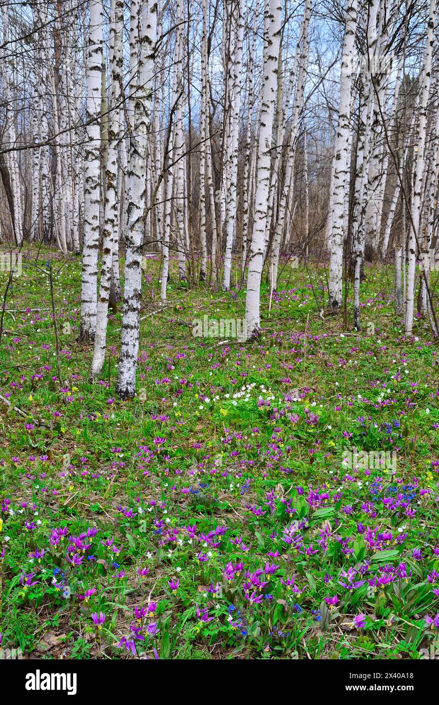 Picturesque spring landscape in birch grove with colorful carpet of wildflowers: white anemones, purple erythronium sibiricum flowers, blue Pulmonaria Stock Photo