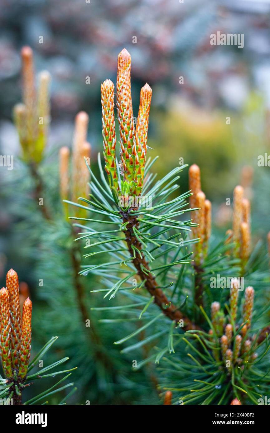 Detailed image of young shoots of a dwarf mountain pine (Pinus mugo). Stock Photo
