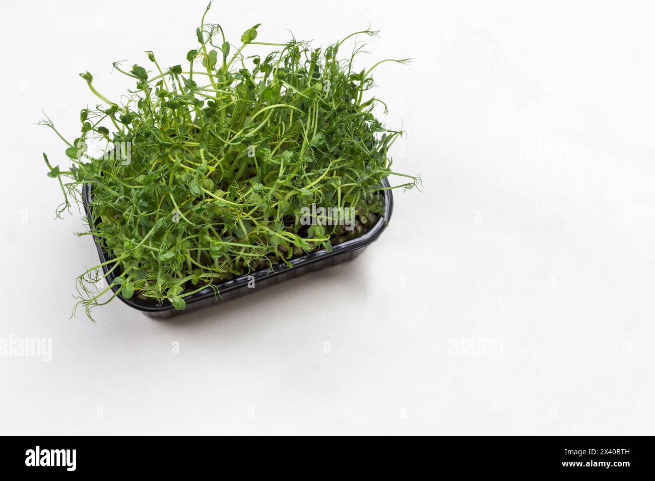 Green sprouts of peas in box. Two green sprouts on table. White background. Flat lay. Copy space Stock Photo