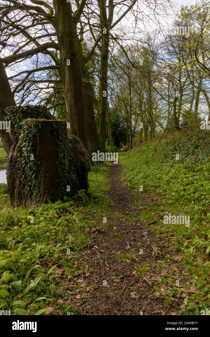 Summer woodland path flowers hi-res stock photography and images - Alamy