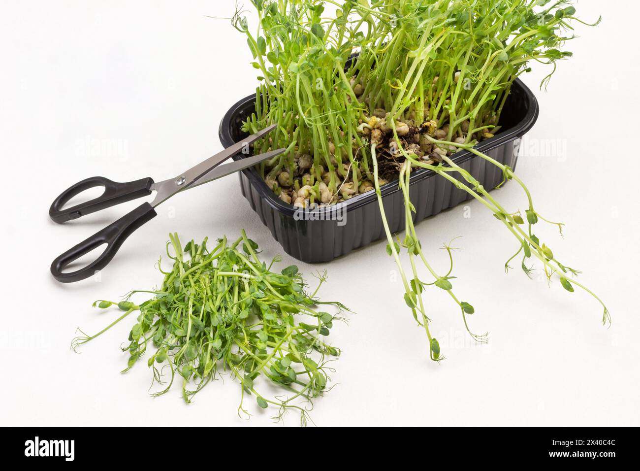 Microgreen pea sprouts in black plastic container. Scissors on container. Cut sprouts on table. White background. Top view Stock Photo