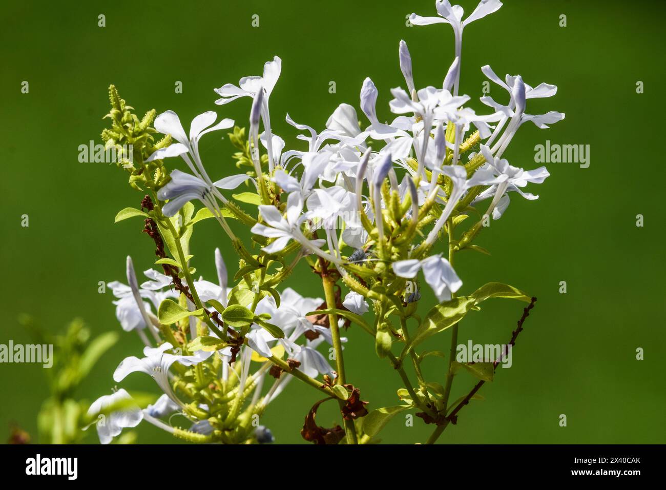 Plumbago auriculata or cape leadwort or Blue plumbagi flowering shrub ...