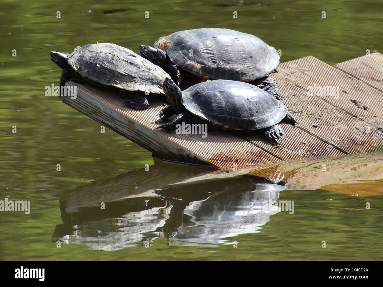 Schildkröten sonnen sich auf einem kleinen Podest in einem Teich im