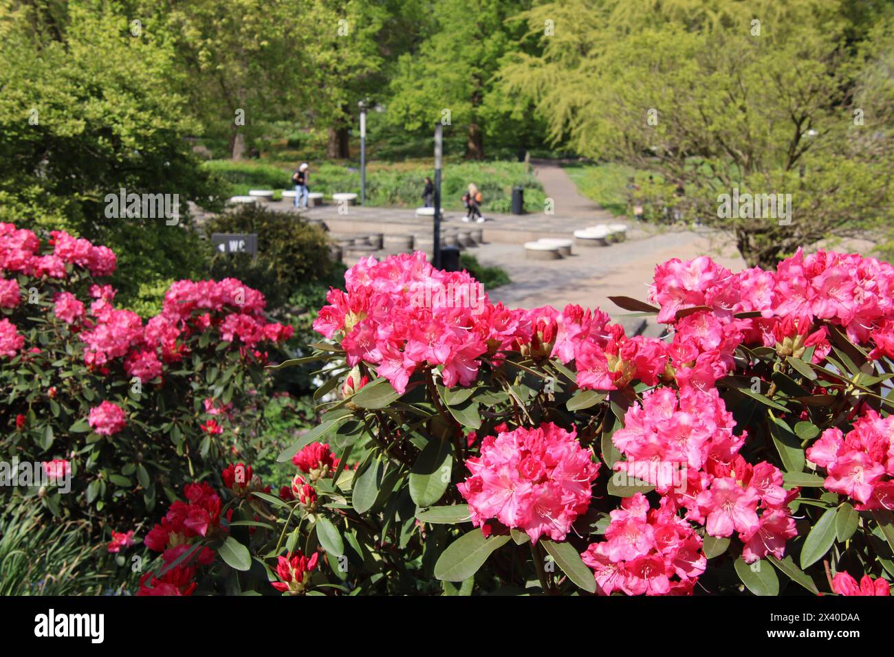 Frhling in Hamburg: Spaziergnger im Park Planten un Blomen genieen das  schne Wetter. *** Spring in Hamburg Strollers in Planten un Blomen park  enjoy the beautiful weather Stock Photo - Alamy