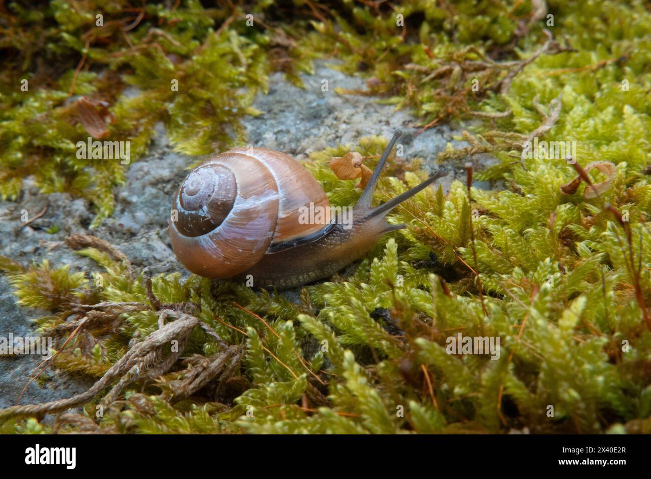 Grove snail on Common striated feather-moss, growing on a rock Stock Photo