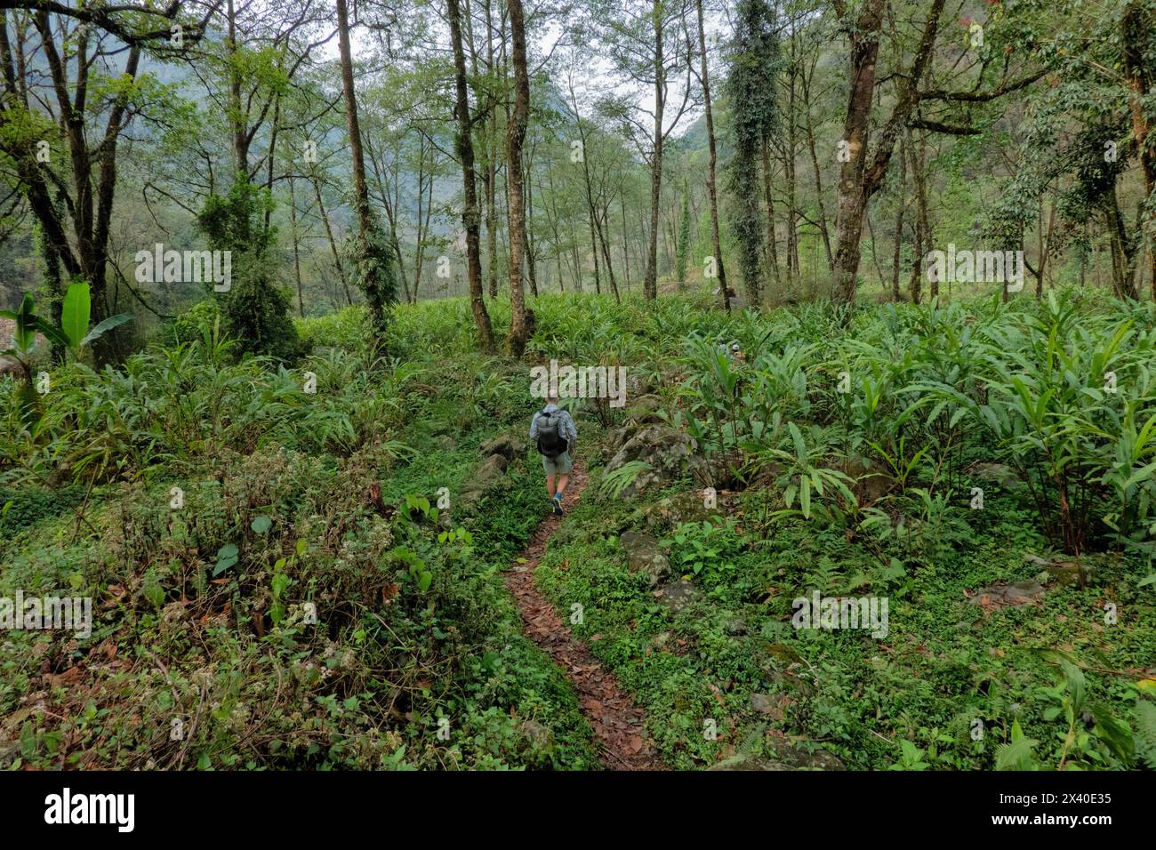 Trekking through a cardamom plantation on the Kangchenjunga (Kanchenjunga) Base Camp, trek, Yamphuddin, Nepal Stock Photo