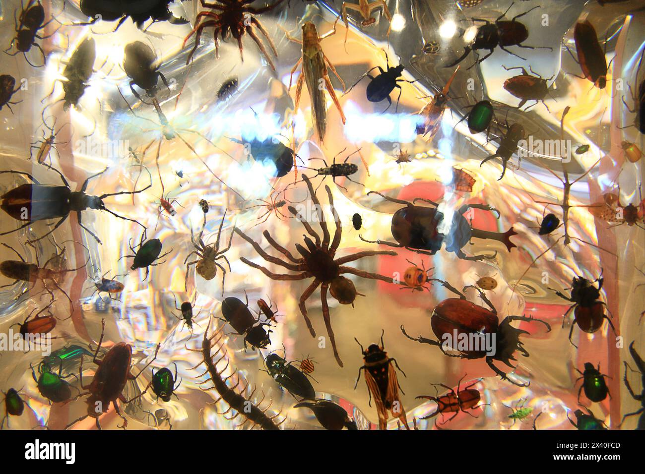 Florida insects hi-res stock photography and images - Alamy