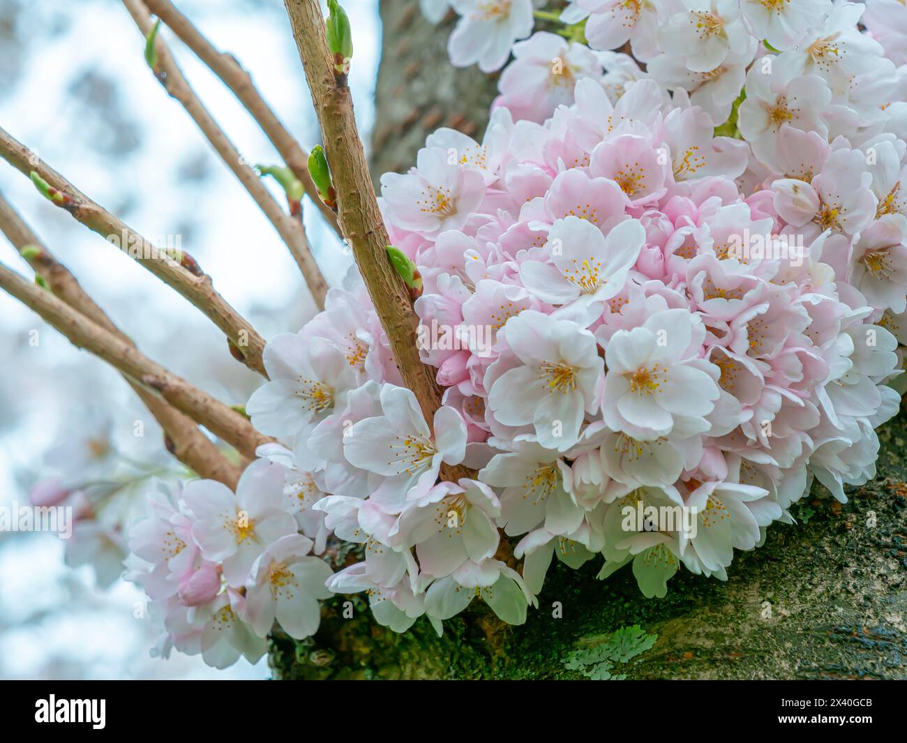 Cherry tree with cherry blossoms. Low angle view, close-up. Stock Photo