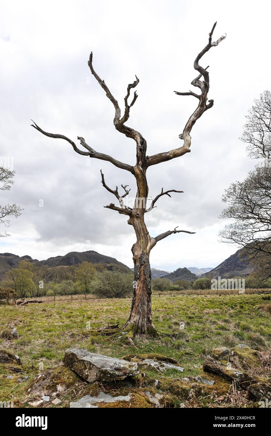 Dead standing tree, an important wildlife habitat for many animals, invertebrates, plants and fungi, Lake District, Cumbria, UK Stock Photo