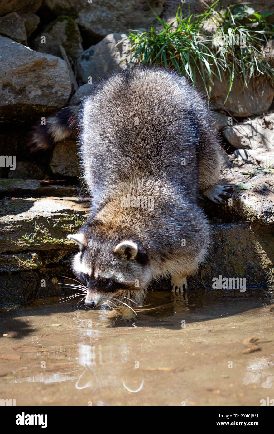 Raccoon a nut hi-res stock photography and images - Alamy