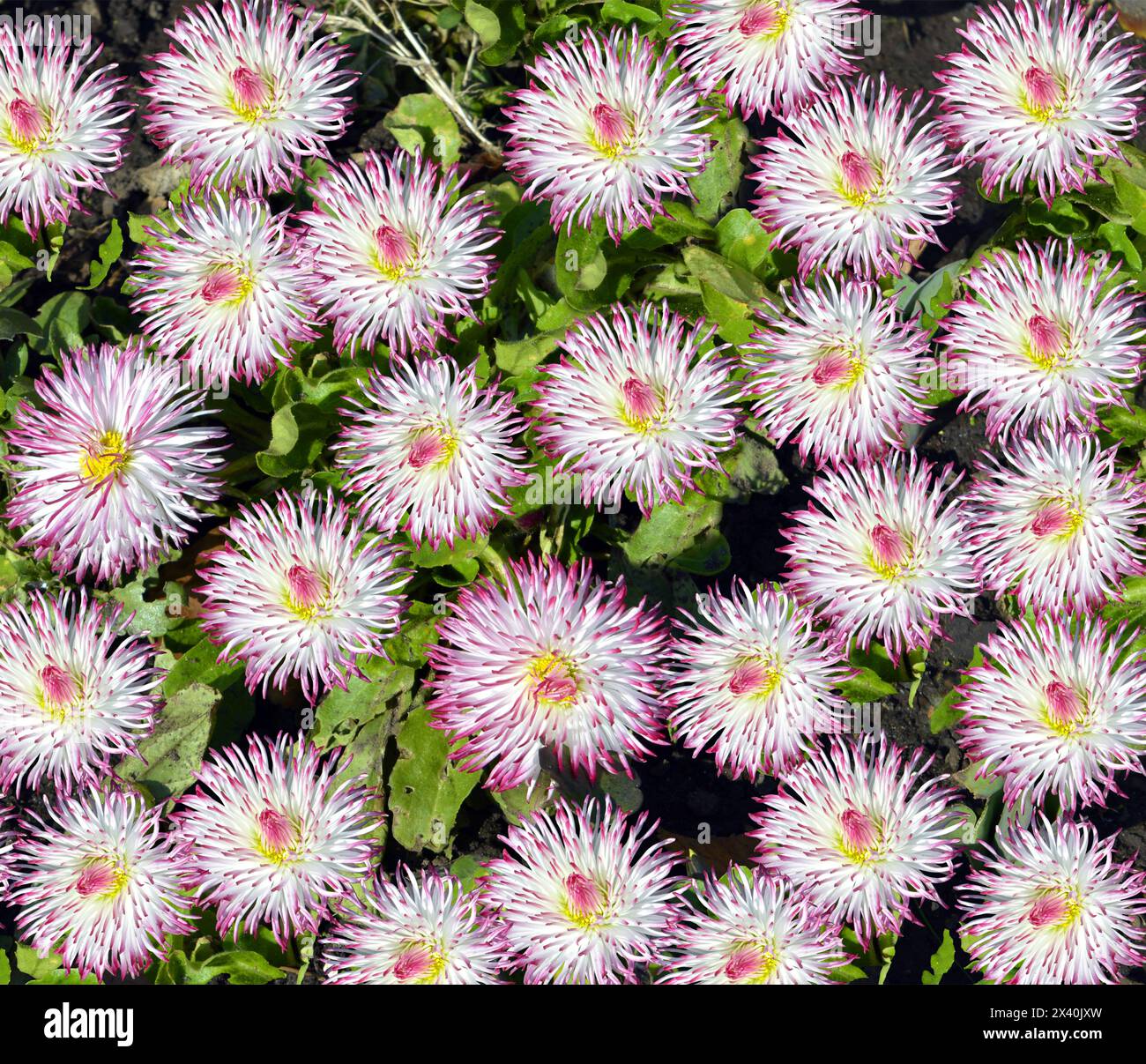 Bellis perennis Pomponette flowers in a flower bed in a flower bed Stock Photo