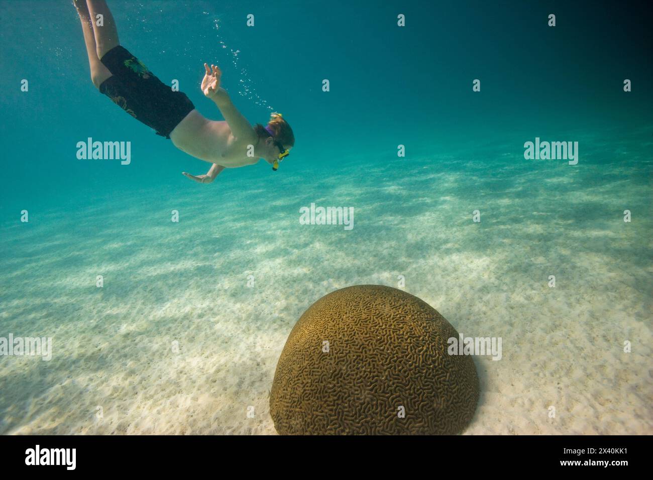 A snorkeler dives toward coral. Stock Photo