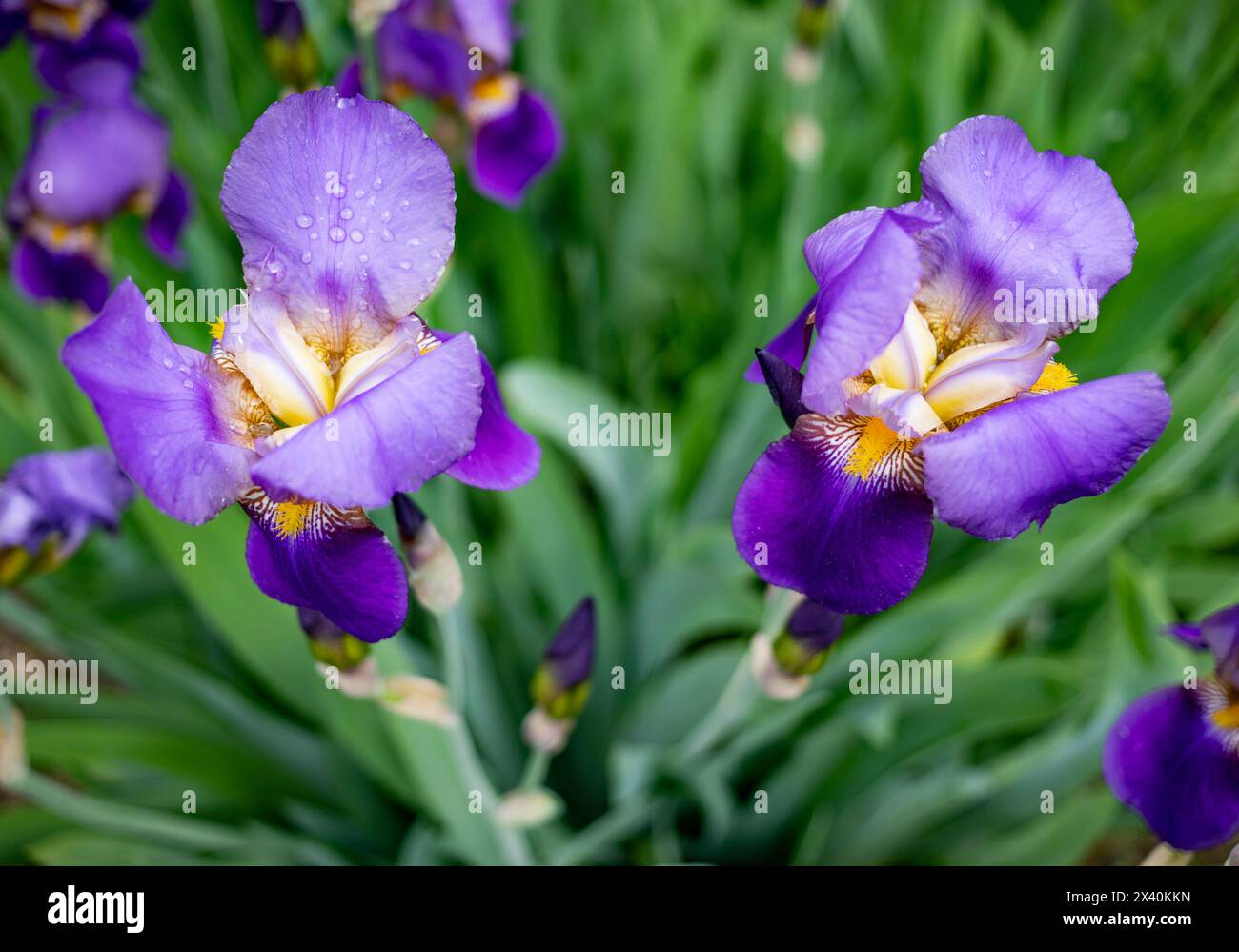 Close-up of vibrant, deep purple iris (Iris) blooms, wet with water drops; Surrey, British Columbia, Canada Stock Photo