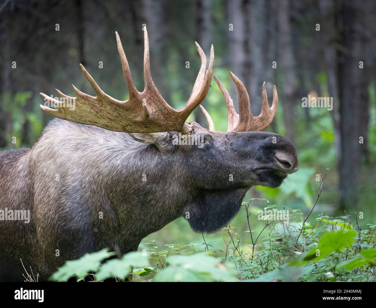 Close-up portrait of a large, bull moose (Alces Alces) scanning the boreal forest as the rut, or autumn breeding season begins in early September Stock Photo
