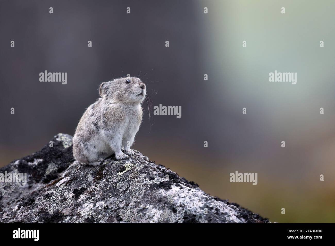 Collared pika (Ochotona collaris) stands watch high in Alaska's Hatcher Pass in the Talkeetna Mountains north of Palmer. Pikas are not rodents but ... Stock Photo