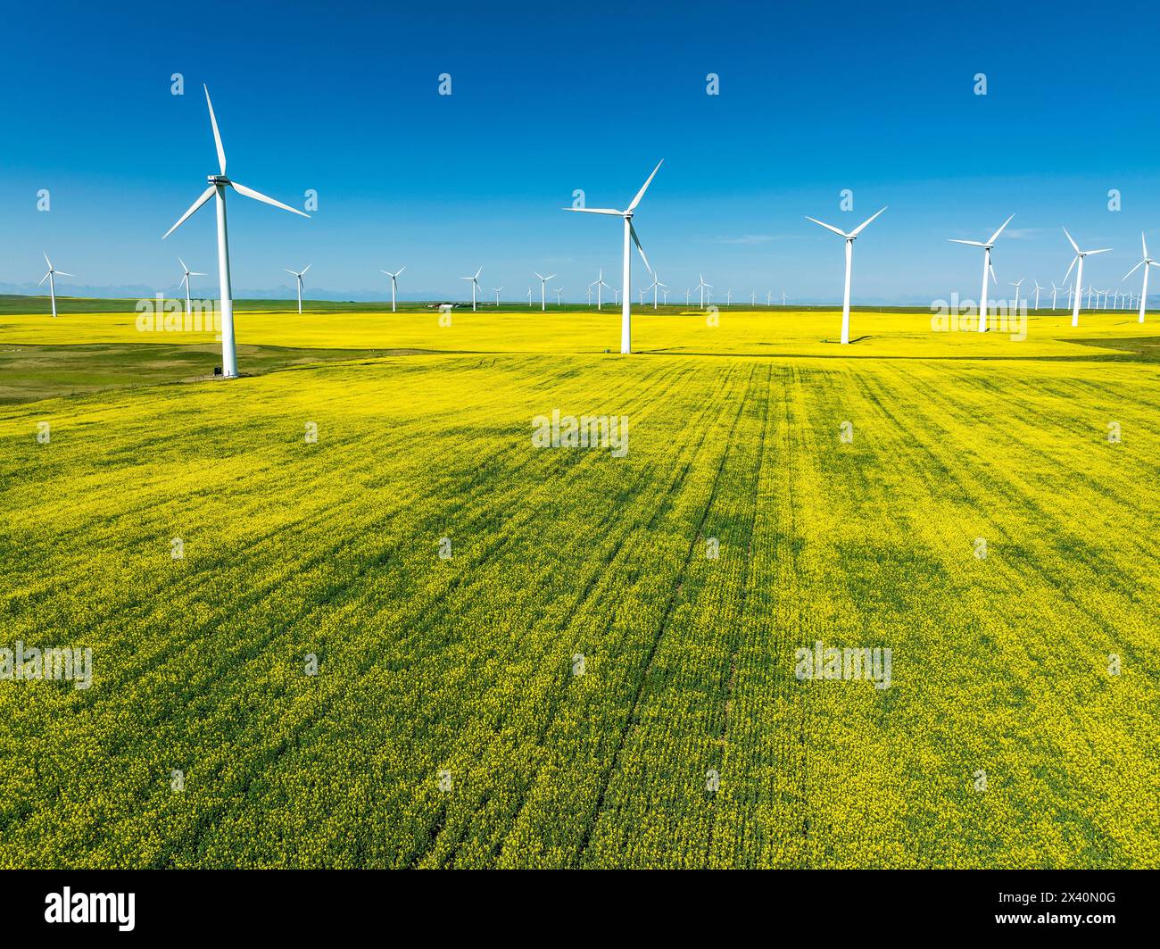 Large wind turbines in a flowering canola field with blue sky, North of ...