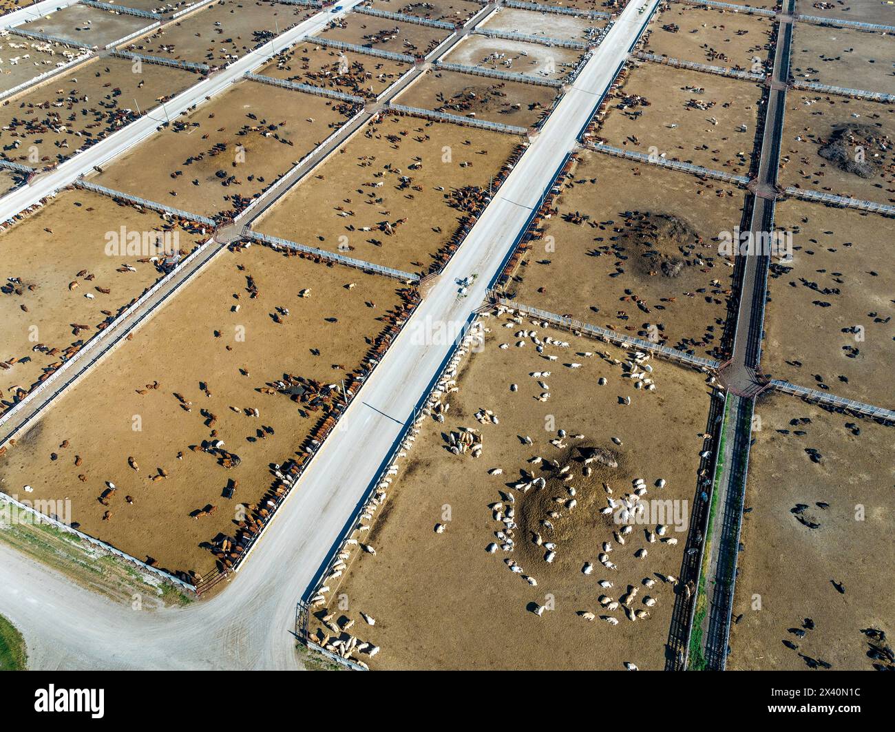 Panoramic aerial view of a cattle stockyard on the Canadian prairies with a blue sky, East of Langdon, Alberta, Canada; Alberta, Canada Stock Photo