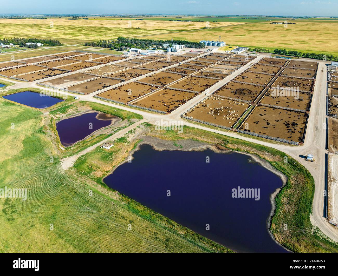 Aerial view of a cattle stockyard on the Canadian prairies with a blue