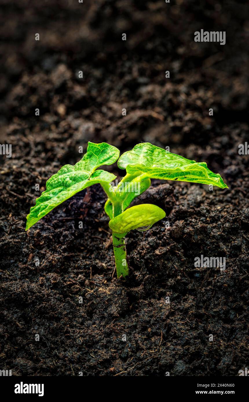 Close-up of a bean seedling with dark soil; Calgary, Alberta, Canada Stock Photo