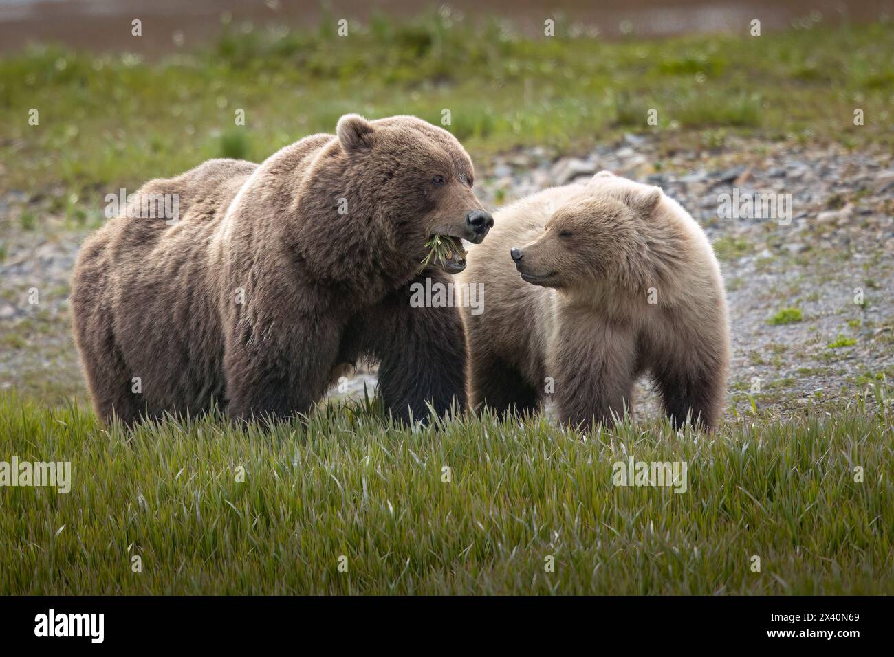 Sow brown bear (Ursus arctos) feeds on sedges as her yearling cub looks ...