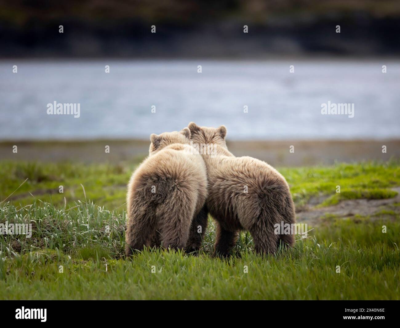 Yearling Brown bear siblings (Ursus arctos) take a break from roughhousing near McNeil River, Alaska, while their mother feeds nearby on sedges. Br... Stock Photo