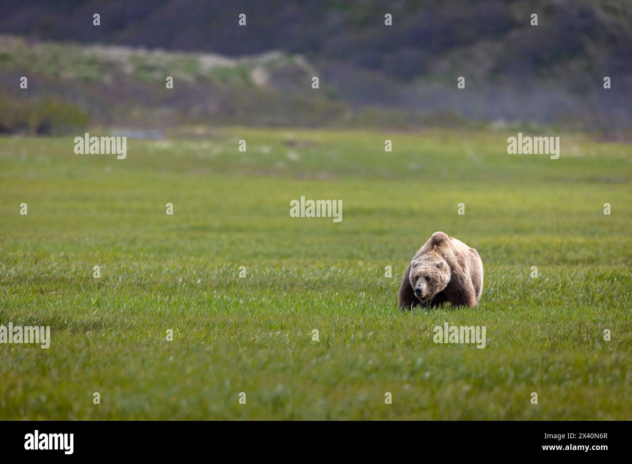 Brown bear (Ursus arctos) pauses on the sedge flats near McNeil River, Alaska. Brown bears gather in the area each spring and early summer to feed ... Stock Photo