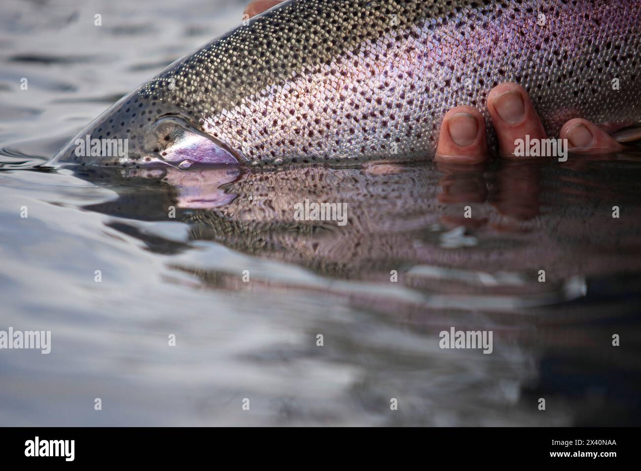 Native Rainbow trout (Oncorhynchus mykiss) caught by a fly fisherman in Alaska's famous Kenai River, is released back into the river Stock Photo
