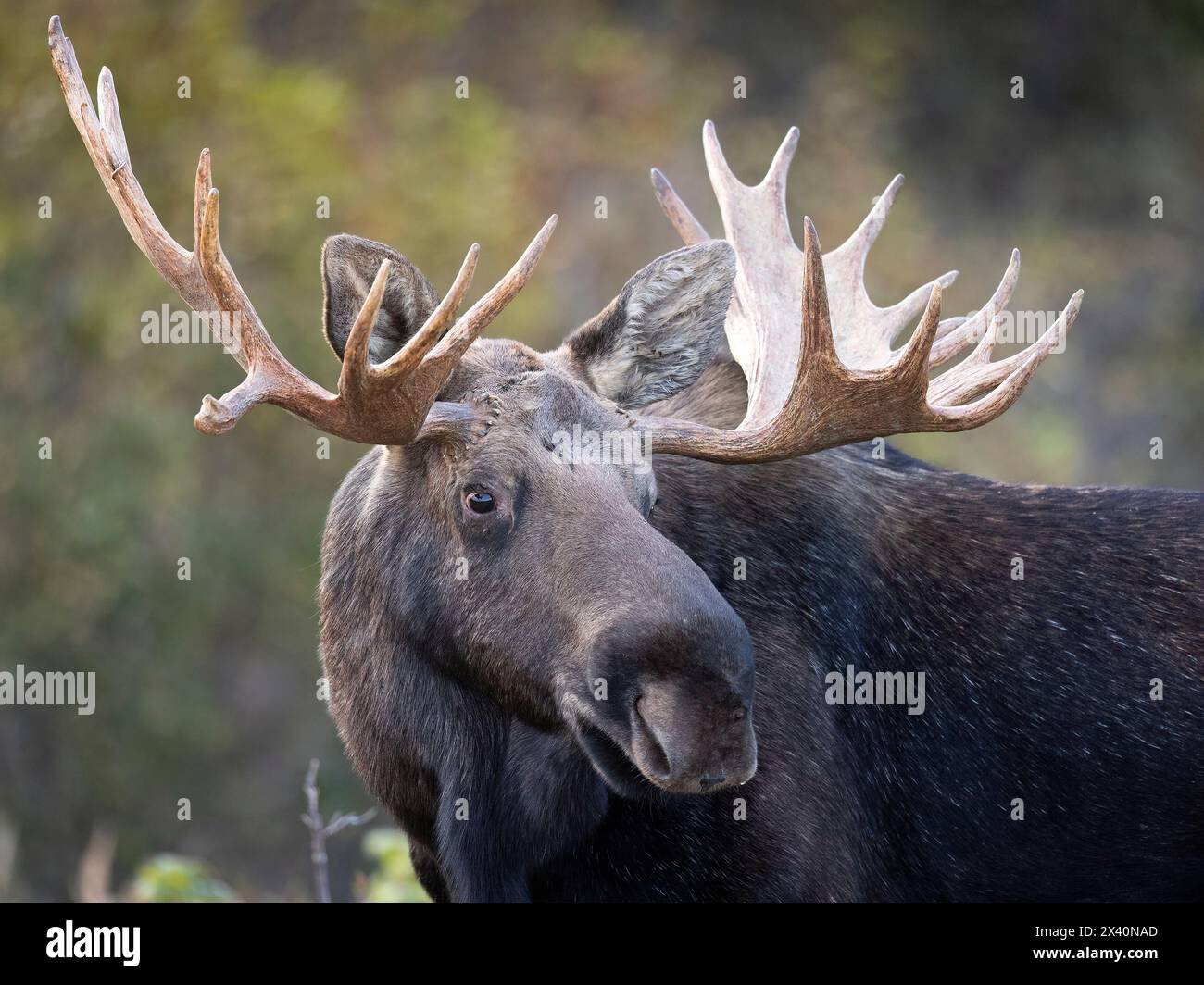 Backed by fall colors, an Alaska bull moose (Alces alces) surveys its surroundings on a cool September morning; Alaska, United States of America Stock Photo