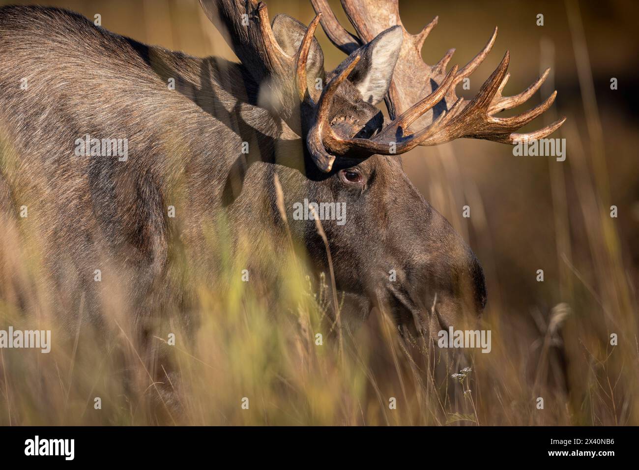 Autumn rut or mating season hi-res stock photography and images - Alamy