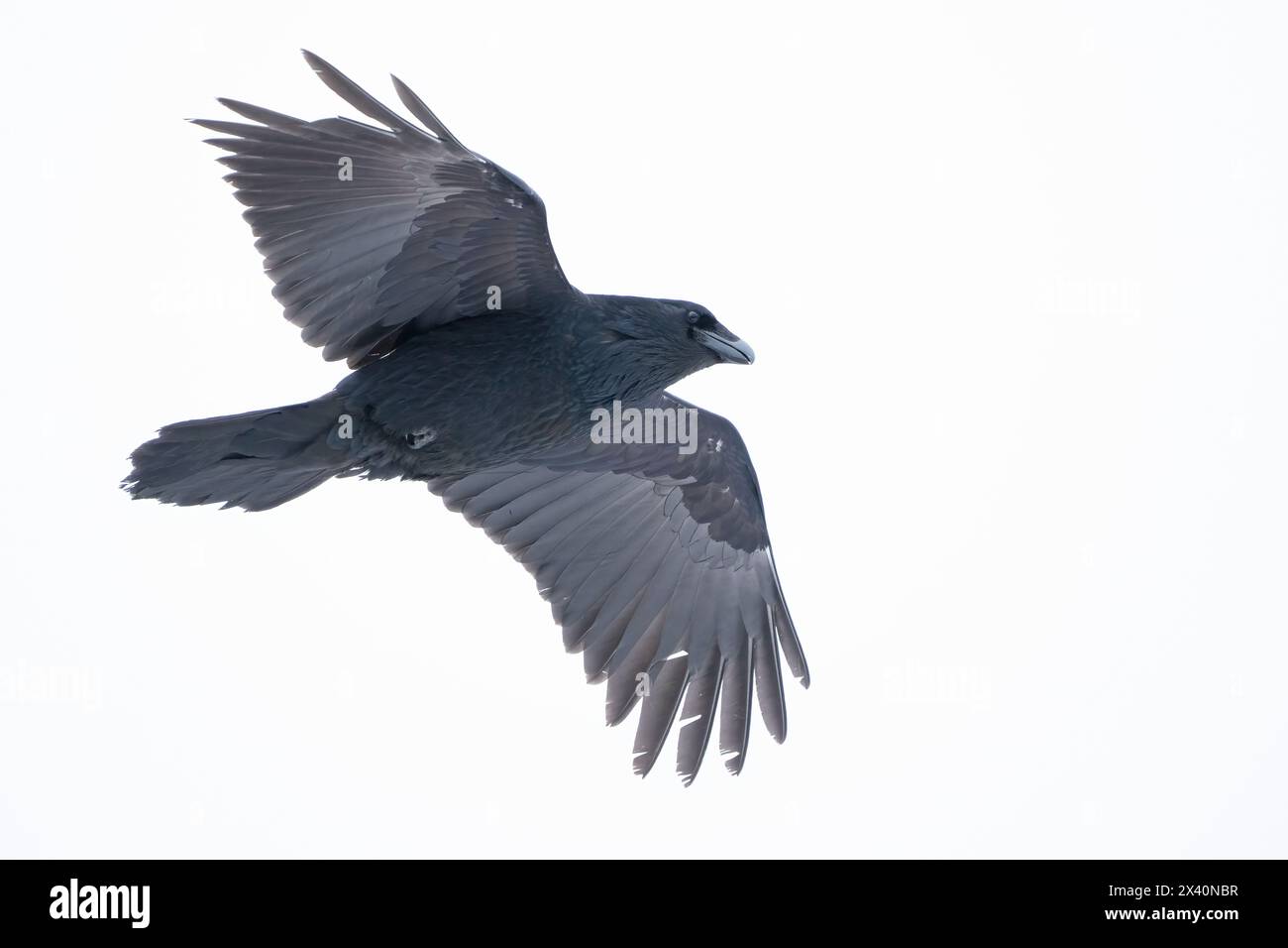 Common Raven (Corvus corax) in flight in an overcast sky; Whitehorse, Yukon, Canada Stock Photo