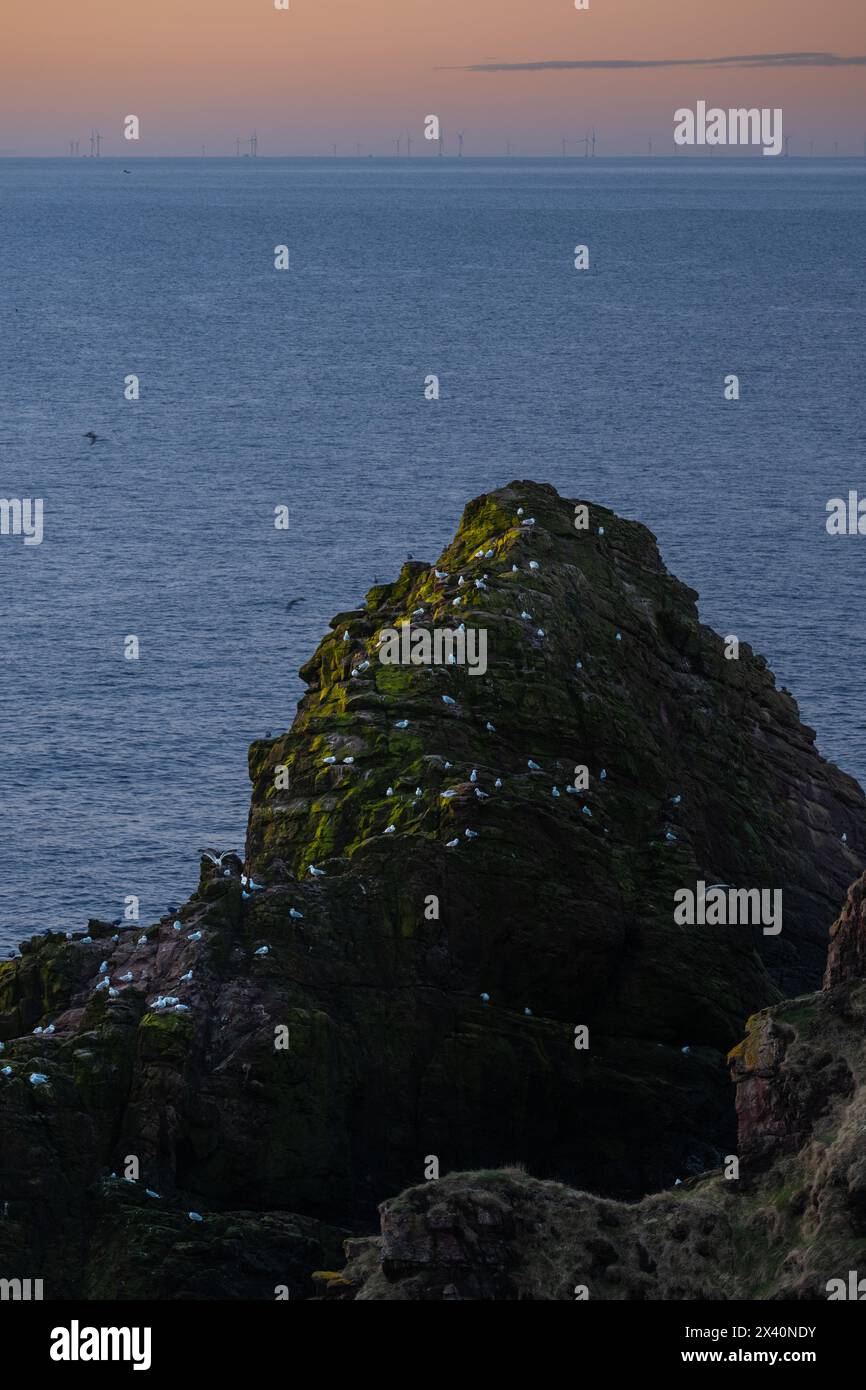 Seagulls resting on a coastal rock. Stock Photo