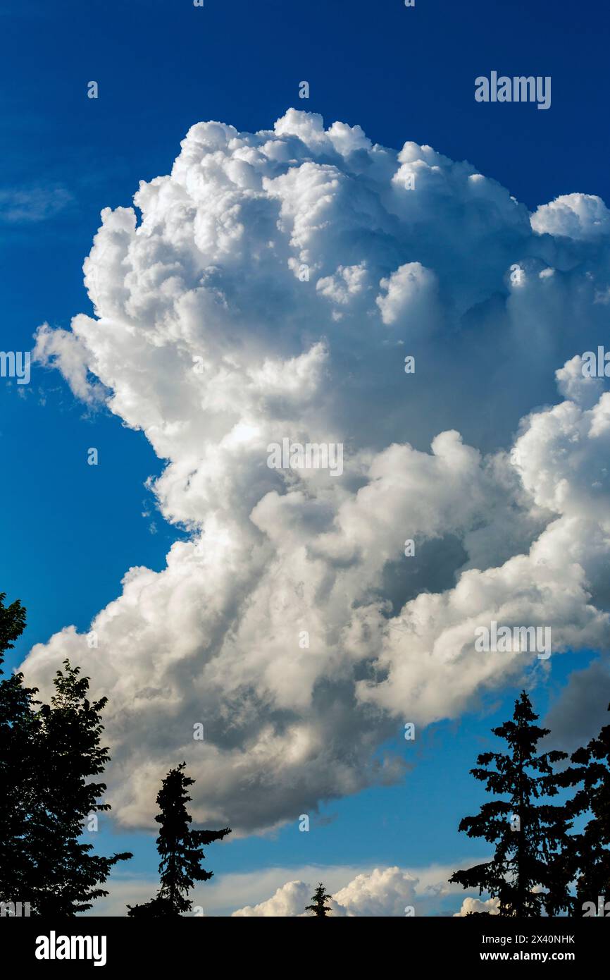 Large storm cloud formation with blue sky and silhouette of trees in the foreground; Calgary, Alberta, Canada Stock Photo