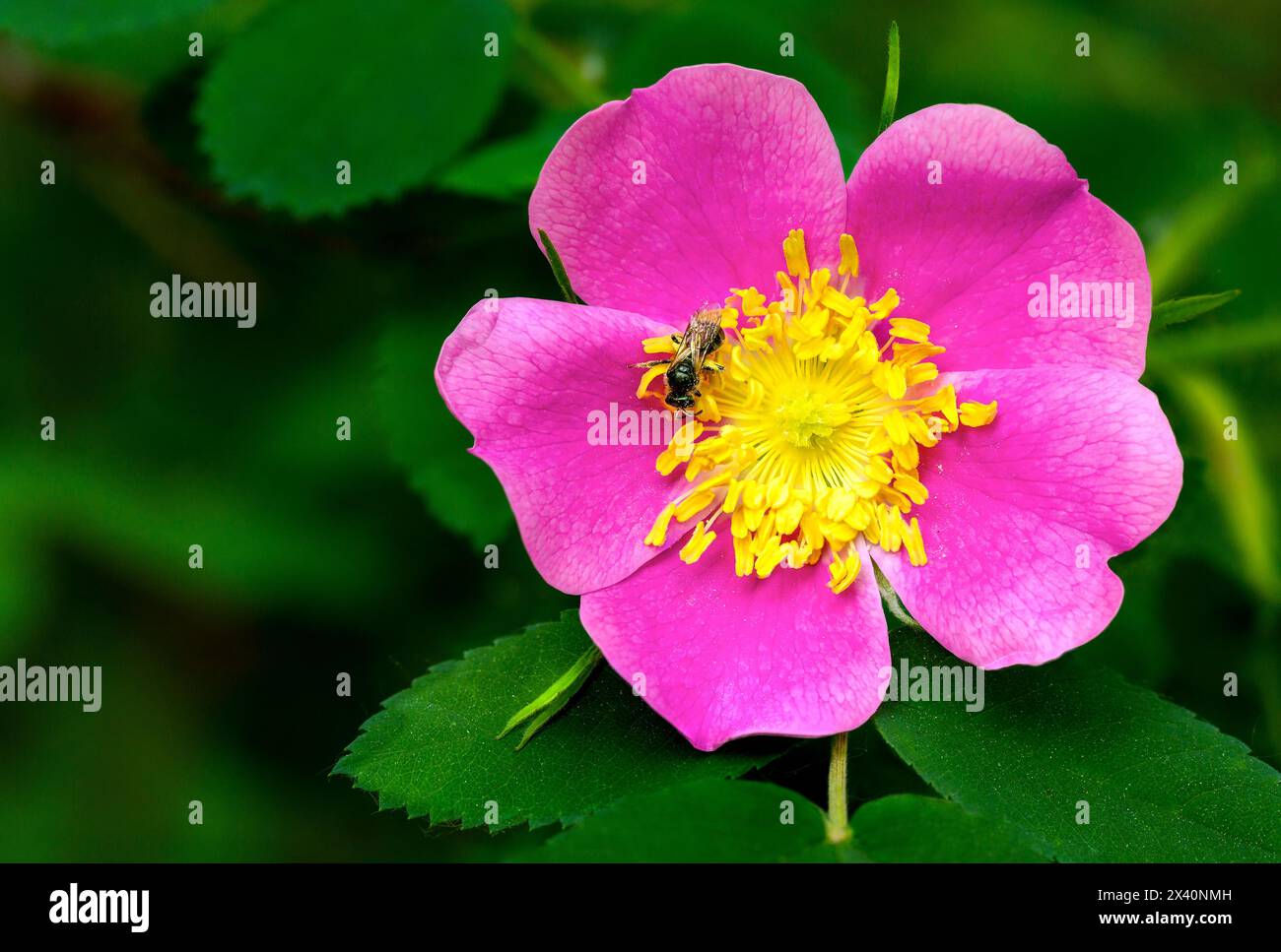 Wild Roses And Bees Alberta wild rose hi-res stock photography and images - Alamy