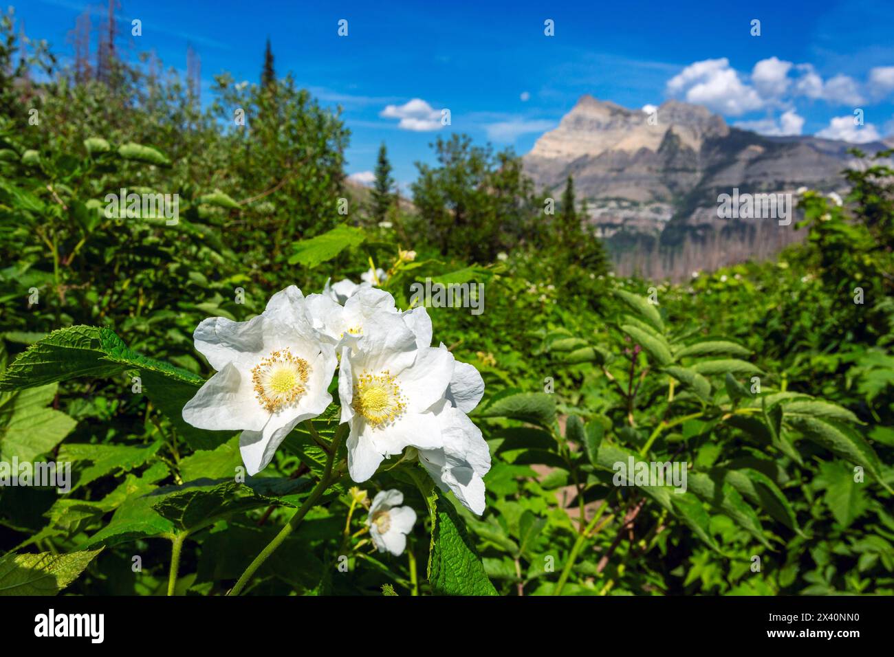 Cornus sp hi-res stock photography and images - Alamy