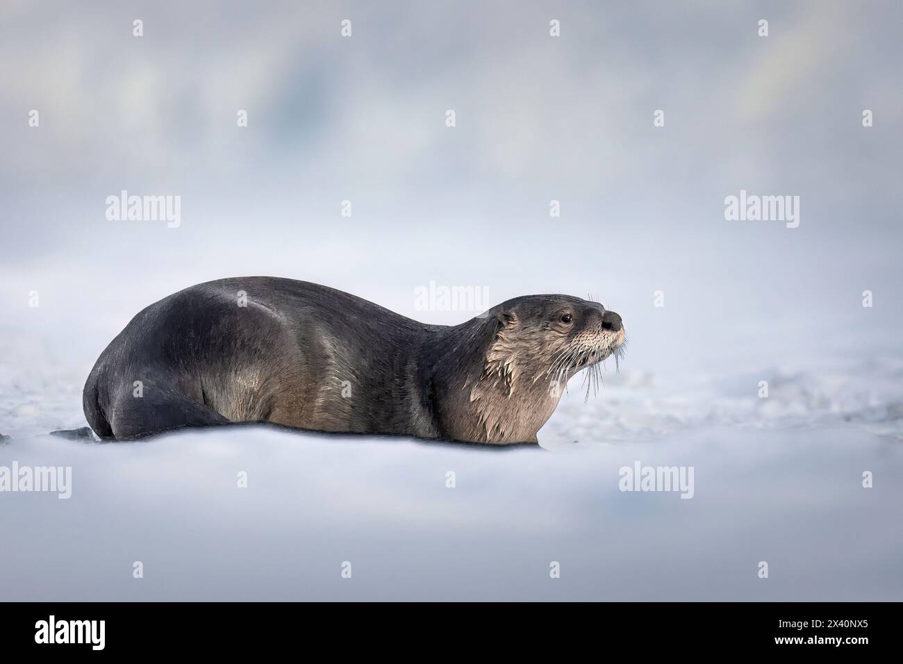 Portrait of a river otter (Lutra canadensis) lying down near an ice