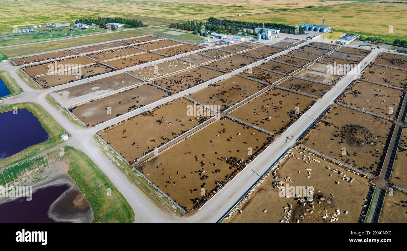 Aerial view of a cattle stockyard on the Canadian prairies, East of Langdon, Alberta, Canada; Alberta, Canada Stock Photo