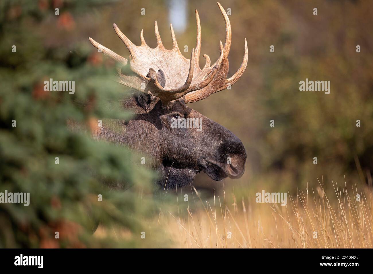 A rutting bull moose (Alces alces) in search of cows in Southcentral Alaska peers out from behind a spruce tree. The moose breeding season spans th... Stock Photo