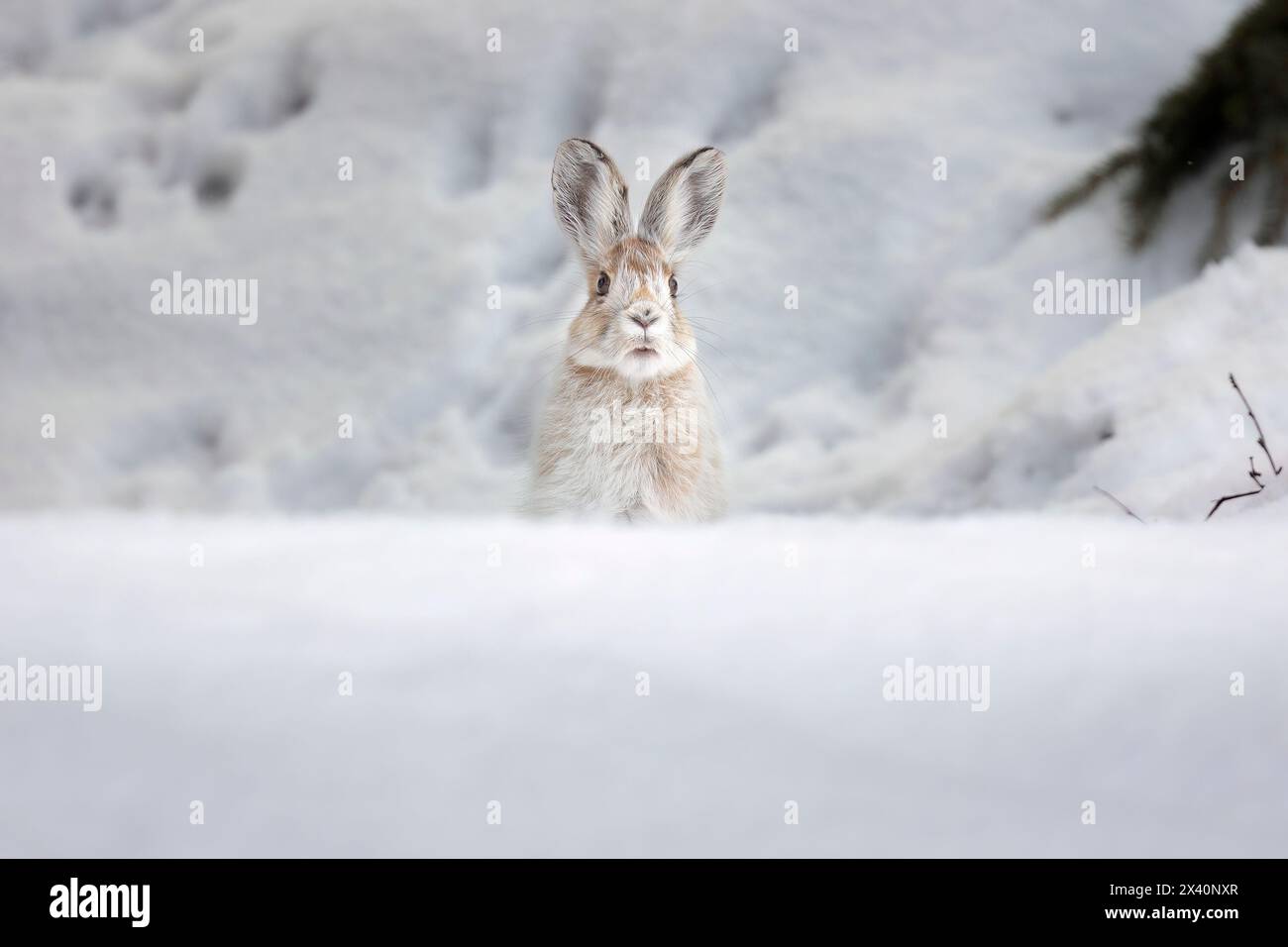 Portrait of a snowshoe hare (Lepus americanus) already turning from winter white to summer brown, pops up from an early-springtime snow berm in Sou... Stock Photo