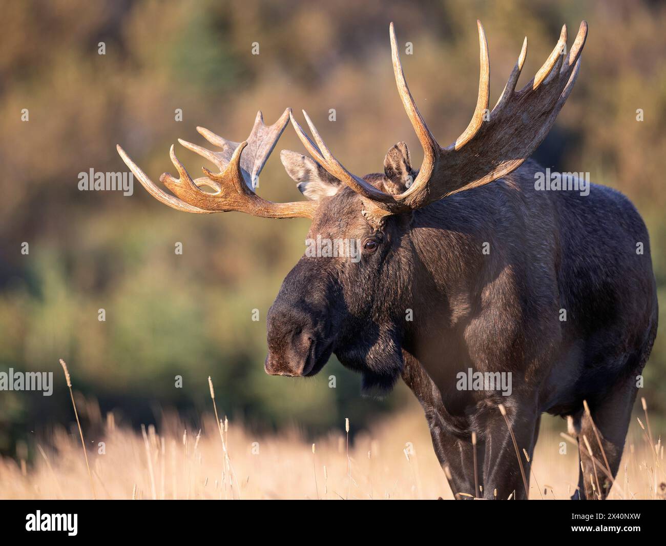 A large bull moose (Alces alces) prowls an open meadow in search of cows during the rut in mid-September. Breeding rights are normally won by matur... Stock Photo
