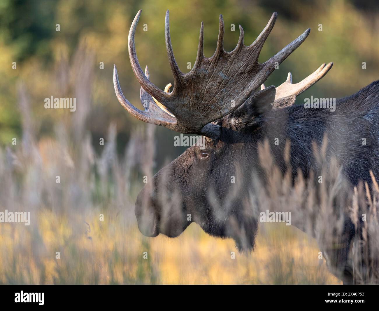 Bull moose side profile hi-res stock photography and images - Alamy
