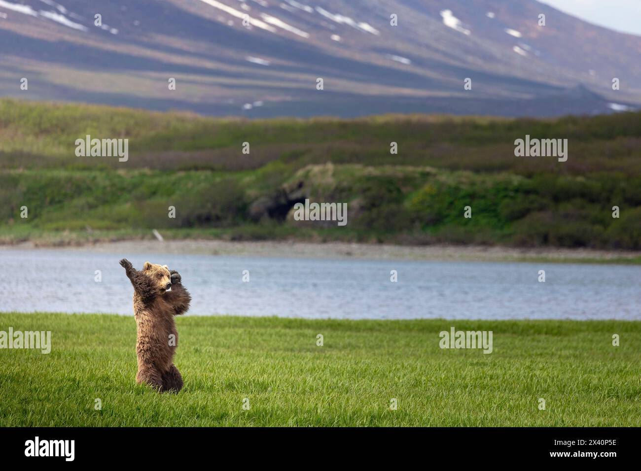 A brown bear (Ursus arctos) standing upright among the sedges, appears to dance to music only it can hear overlooking McNeil Cove in Southwestern A... Stock Photo