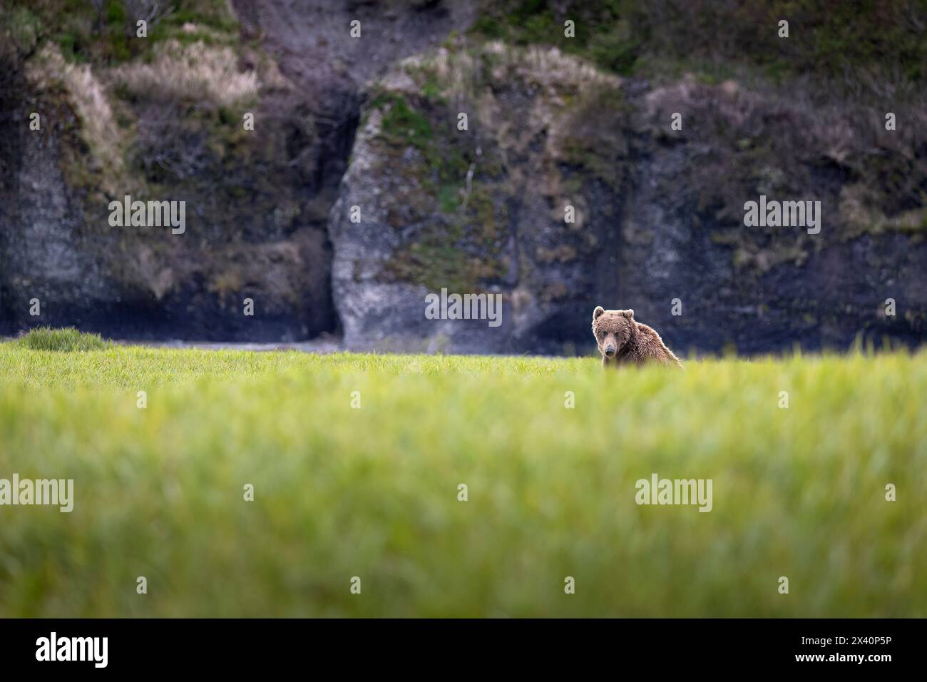 Alerted by a passerby, a brown bear (Ursus arctos) rises from its bed in a sedge flat near McNeil River in Southwestern Alaska. Brown bears gather ... Stock Photo