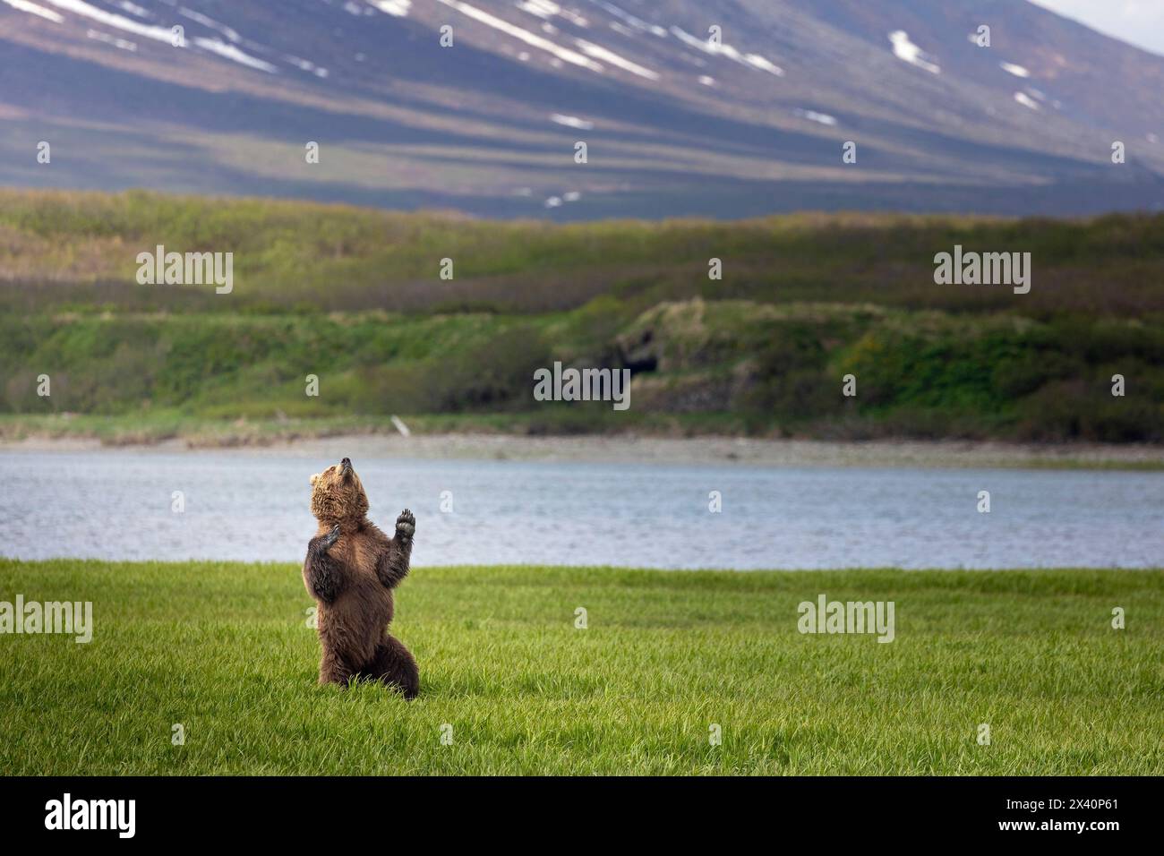 A brown bear (Ursus arctos) standing upright among the sedges, appears to dance to music only it can hear overlooking McNeil Cove in Southwestern A... Stock Photo