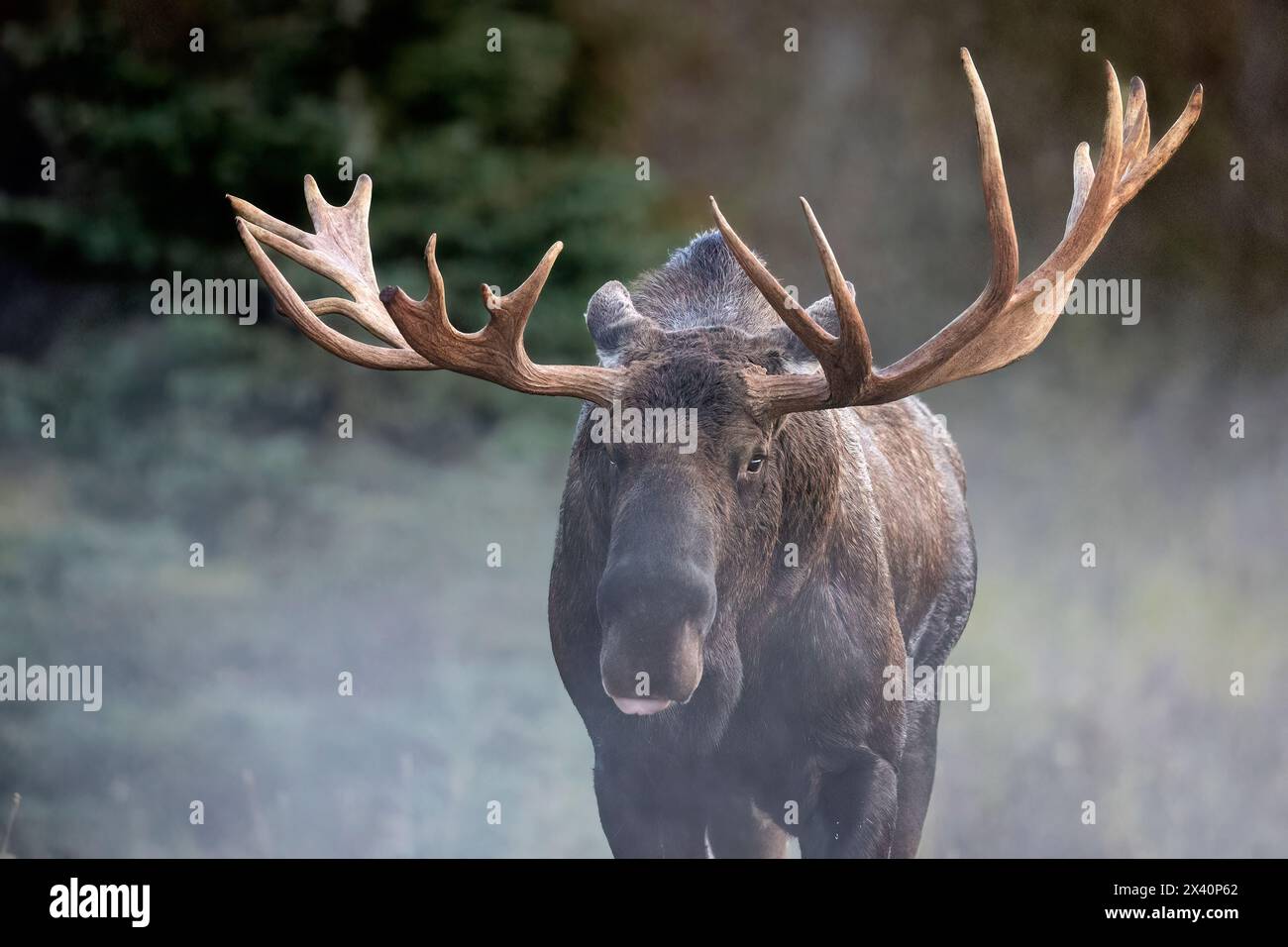 Bull moose (Alces alces) wades through the mist of a cool Southcentral Alaska evening during the September 'rut', or breeding season. Moose are the... Stock Photo