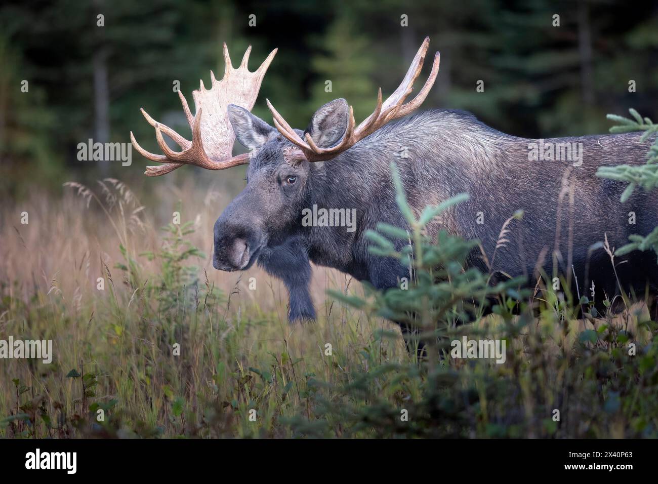 Alces alces gigas hi-res stock photography and images - Alamy