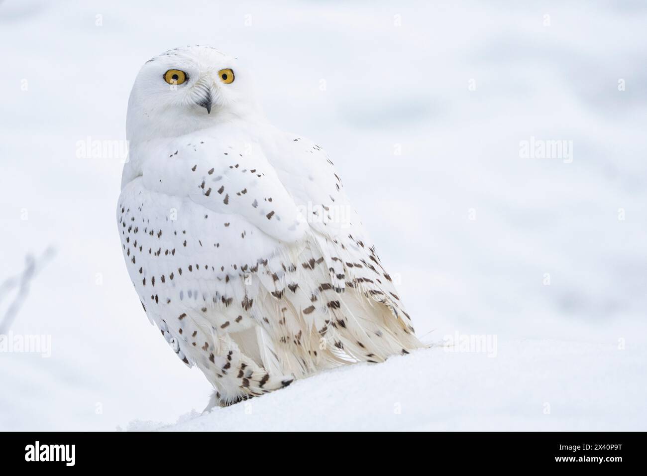 Snowy owl bubo scandiacus portrait in snow hi-res stock photography and ...